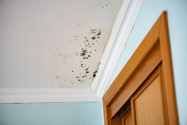 Best Kitchen Mold Remediation in Avondale, LA