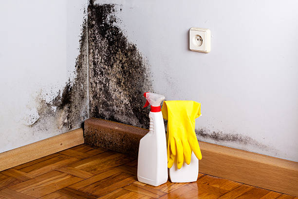 Best Industrial Mold Remediation in Avondale, LA