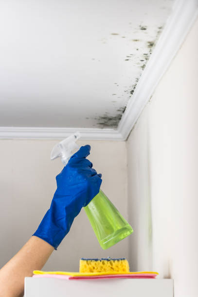 Best Attic Mold Remediation in Avondale, LA
